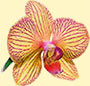 Orchidee